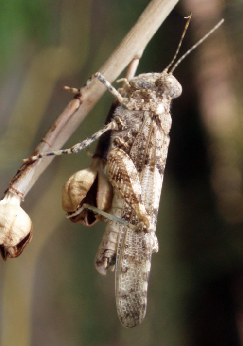 Spagna: La regione  de Monegros, paradiso entomologico